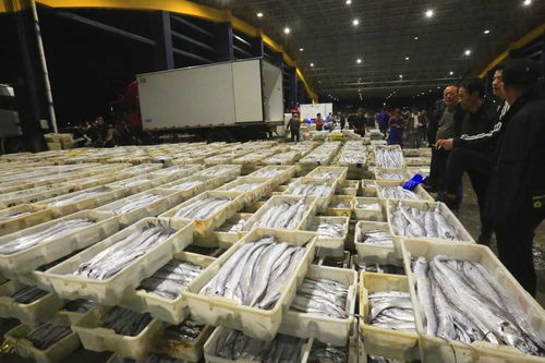 寒潮來襲，石浦水產城交易忙 冷鏈物流與“冰火”購銷的春節前奏